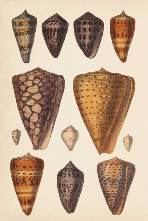 Unknown Antique Cono Shells I Costiero cm109X73 Immagine su CARTA TELA PANNELLO CORNICE Verticale