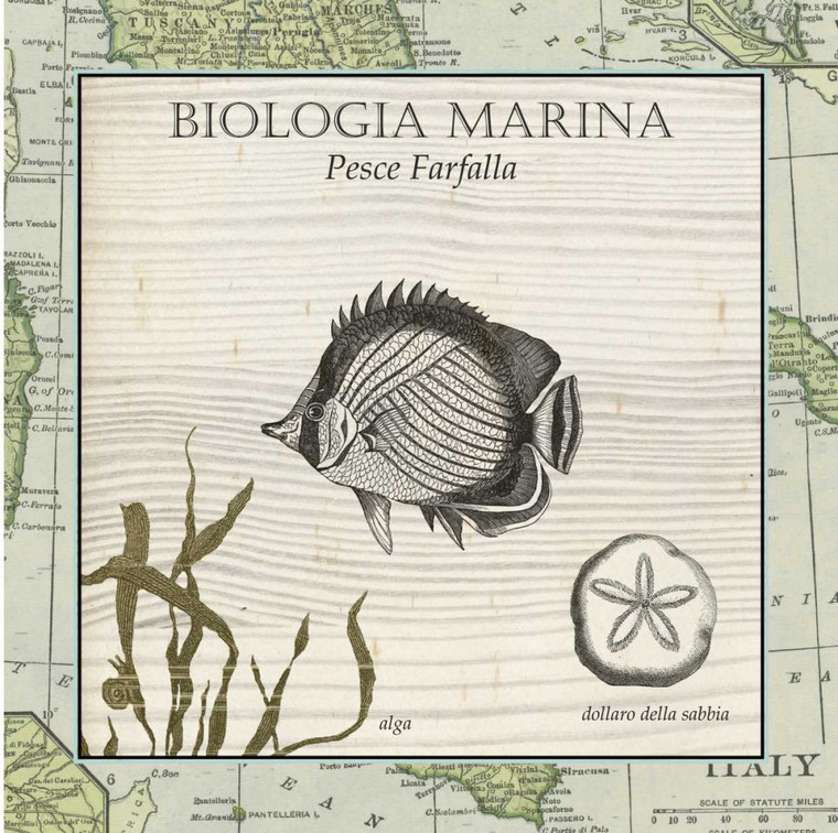 Vision Studio La Biologia Marina Animali cm87X87 Immagine su CARTA TELA PANNELLO CORNICE Quadrata