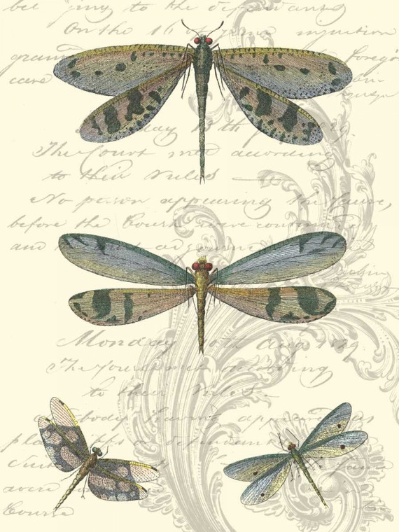 Vision Studio Dragonfly Delight I Animali & Natura cm73X54 Immagine su CARTA TELA PANNELLO CORNICE Verticale