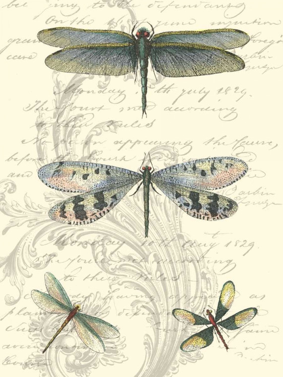 Vision Studio Dragonfly Delight II Animali & Natura cm73X54 Immagine su CARTA TELA PANNELLO CORNICE Verticale