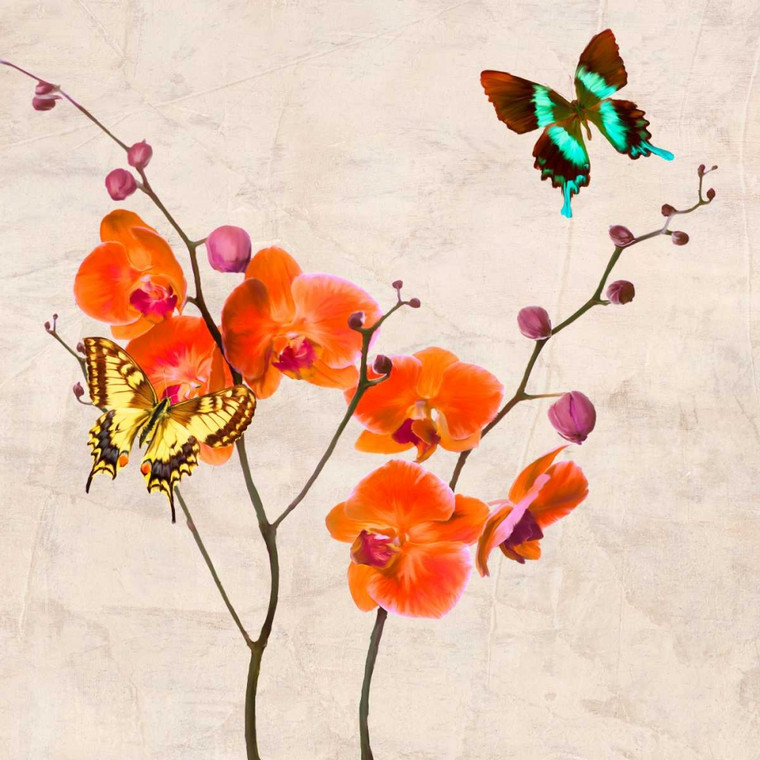 Rizzardi Teo Orchidee e farfalle I Floreale cm77X77 Immagine su CARTA TELA PANNELLO CORNICE Quadrata