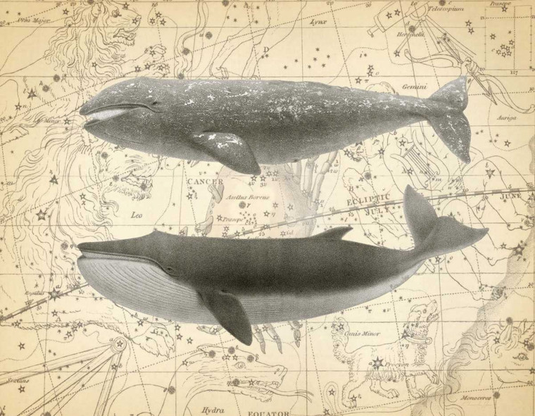 James Christopher Whale Constellation 2 Animali cm64X82 Immagine su CARTA TELA PANNELLO CORNICE Orizzontale