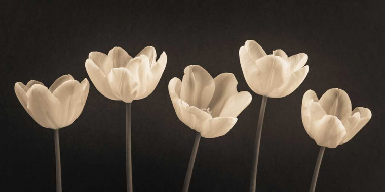 Frank Assaf Cinque Tulipani in una riga Botanico cm41X82 Immagine su CARTA TELA PANNELLO CORNICE Orizzontale