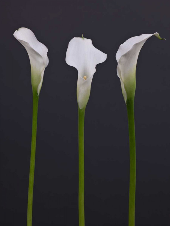 Frank Assaf Tre Calla Lily fiori Floreale cm82X61 Immagine su CARTA TELA PANNELLO CORNICE Verticale