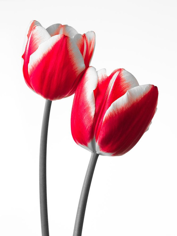 Frank Assaf Fresca e bella Tulipani su sfondo bianco, FTBR 1819 Floreale cm82X61 Immagine su CARTA TELA PANNELLO CORNICE Verticale