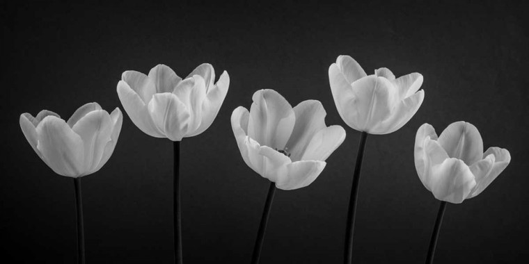 Frank Assaf Cinque Tulipani in una riga Floreale cm41X82 Immagine su CARTA TELA PANNELLO CORNICE Orizzontale