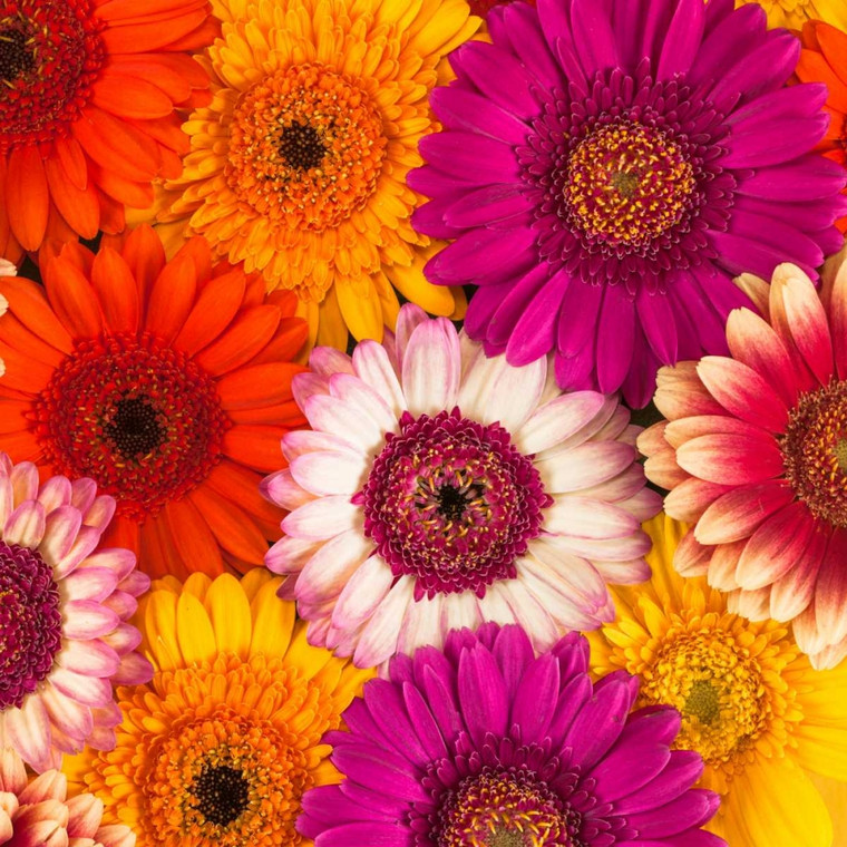 Frank Assaf Gerbera fiori multicolori Floreale cm61X61 Immagine su CARTA TELA PANNELLO CORNICE Quadrata