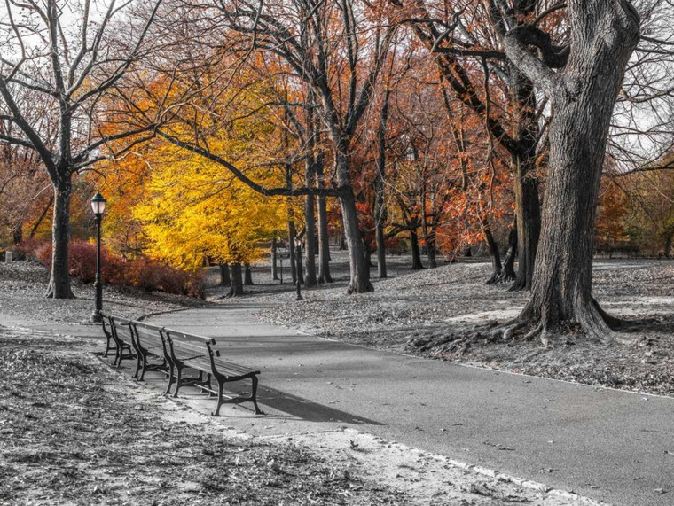 Frank Assaf Percorso attraverso Central Park, New York Paesaggio cm61X82 Immagine su CARTA TELA PANNELLO CORNICE Orizzontale