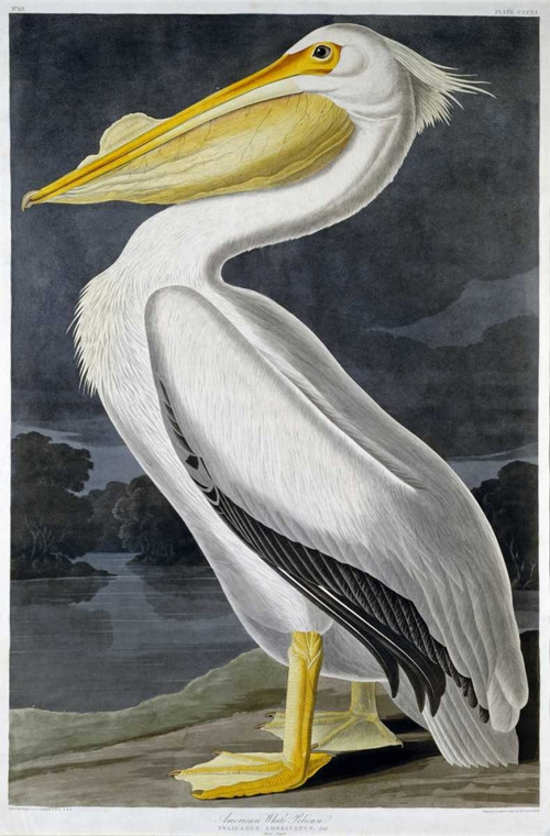 Audubon John James Pellicano bianco americano Animali cm89X59 Immagine su CARTA TELA PANNELLO CORNICE Verticale