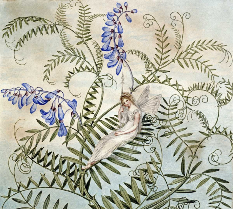 Murray Amelia Jane A Fairy riposo tra fiori Floreale cm64X70 Immagine su CARTA TELA PANNELLO CORNICE Orizzontale