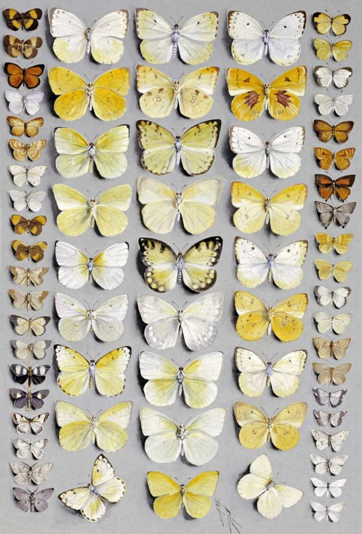 Rowan Marian Ellis Sessantasette Lepidoptera Animali cm109X73 Immagine su CARTA TELA PANNELLO CORNICE Verticale