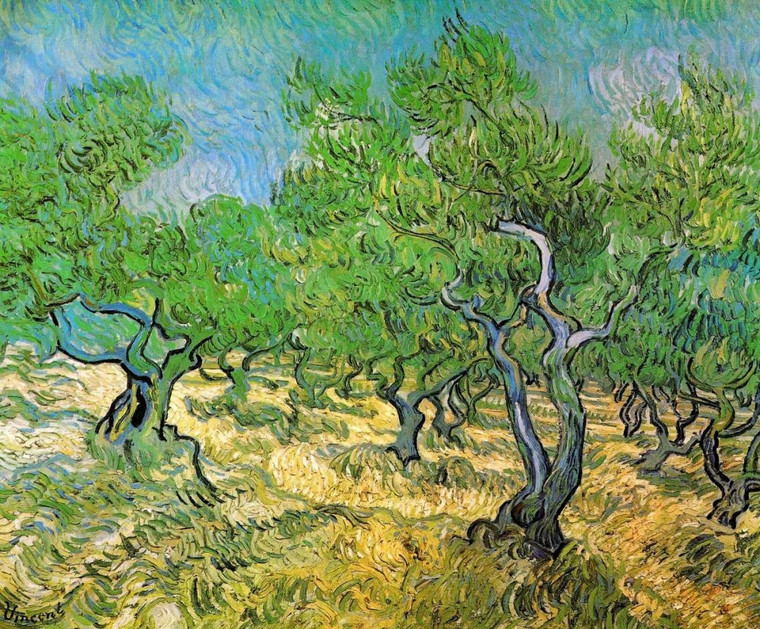 Van Gogh Vincent Uliveto Floreale cm59X73 Immagine su CARTA TELA PANNELLO CORNICE Orizzontale