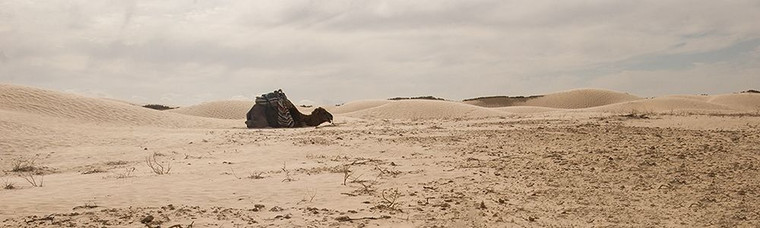 anonymous Deserto del Sahara   Seduto Camel fotografia cm16X52 Immagine su CARTA TELA PANNELLO CORNICE Orizzontale
