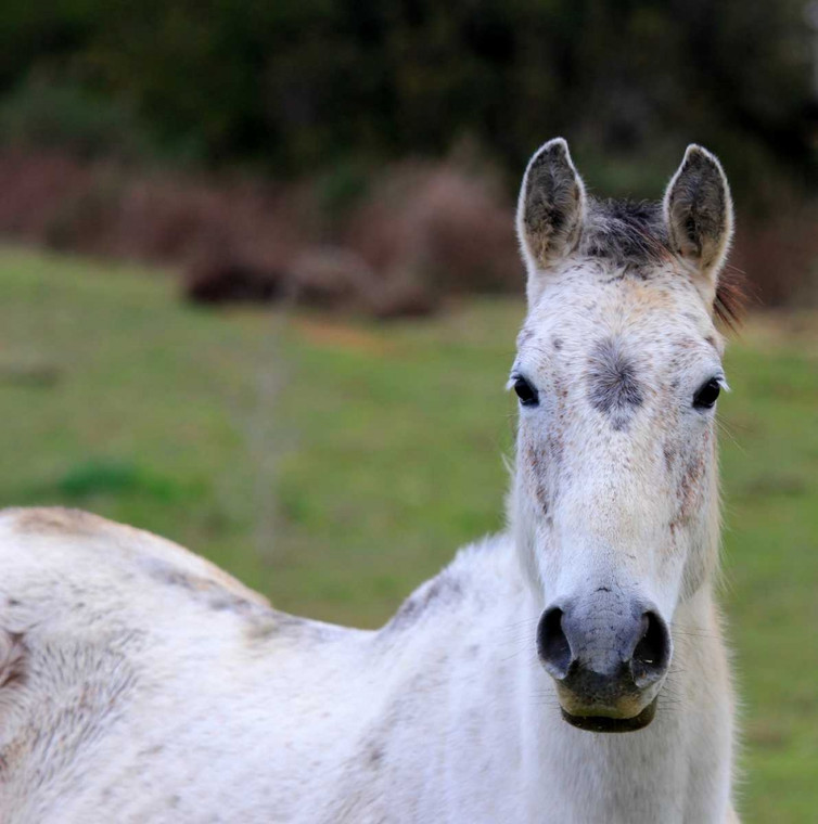 Giovanni Saiu Cavallo selvaggio bianco nella campagna sarda Animali cm89X89 Immagine su CARTA TELA PANNELLO CORNICE Quadrata