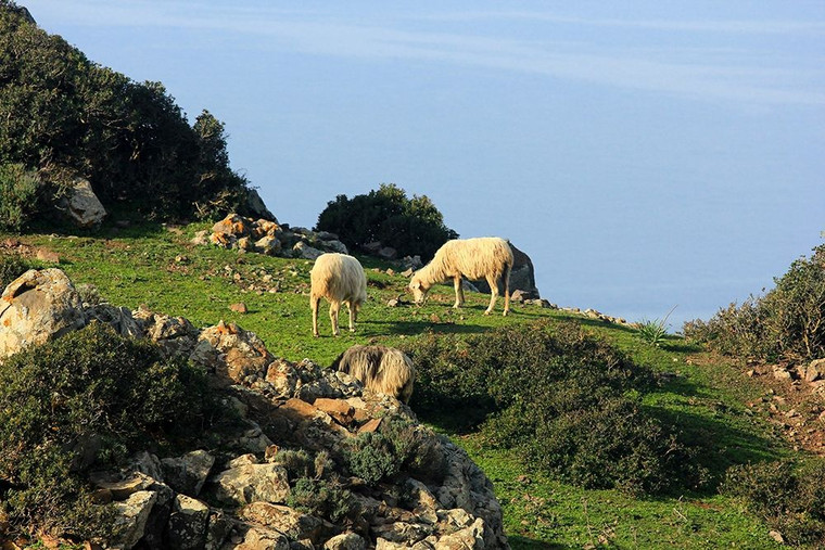 Giovanni Saiu Pecore mangiare erba sulla collina verde Animali cm89X134 Immagine su CARTA TELA PANNELLO CORNICE Orizzontale