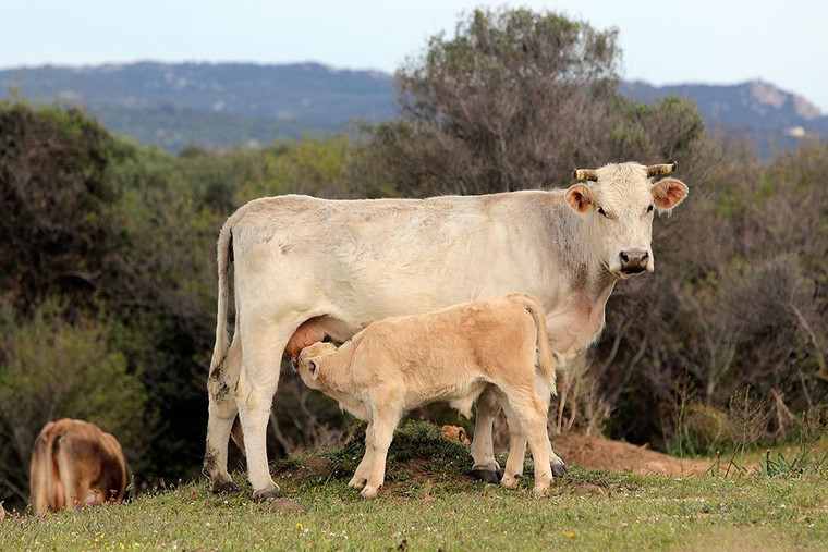 Giovanni Saiu vitello tenero con la madre Animali cm89X134 Immagine su CARTA TELA PANNELLO CORNICE Orizzontale