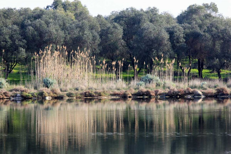 Giovanni Saiu Laghetto circondato da alberi di ulivo e canne Paesaggio cm89X134 Immagine su CARTA TELA PANNELLO CORNICE Orizzontale