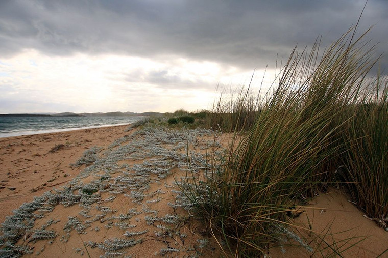Saiu Giovanni dune sabbiose e piante selvatiche sulla costa sarda Costiero cm89X134 Immagine su CARTA TELA PANNELLO CORNICE Orizzontale
