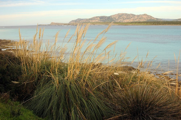 Saiu Giovanni Wildplants sulla costa di fronte all'isola dell'Asinara in Sardegna Costiero cm89X134 Immagine su CARTA TELA PANNELLO CORNICE Orizzonta