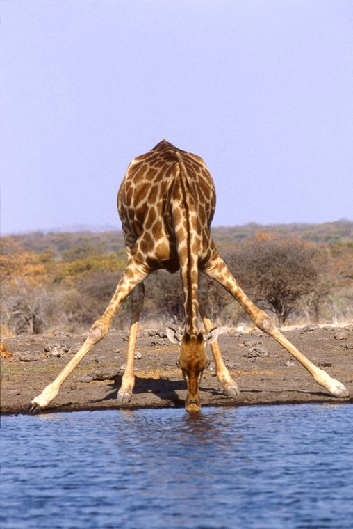 Hoenderkamp Patrick Giraffa Animali cm128X84 Immagine su CARTA TELA PANNELLO CORNICE Verticale