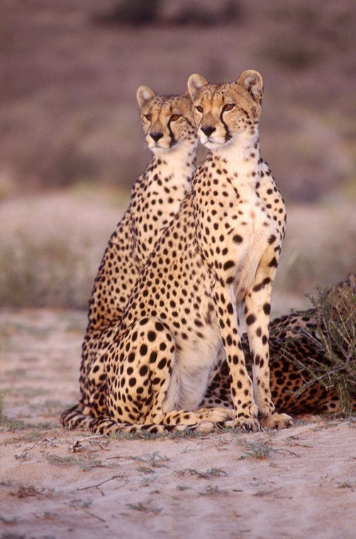 Hoenderkamp Patrick leopardo Animali cm128X84 Immagine su CARTA TELA PANNELLO CORNICE Verticale
