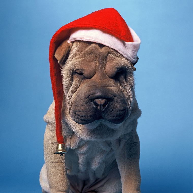 Hoenderkamp Patrick Shar Pei con il cappello di X Mas Animali cm75X75 Immagine su CARTA TELA PANNELLO CORNICE Quadrata