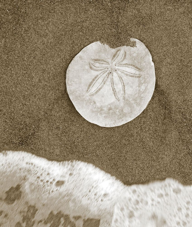 Anonymous Dollaro di sabbia e surf Costiero cm43X36 Immagine su CARTA TELA PANNELLO CORNICE Verticale