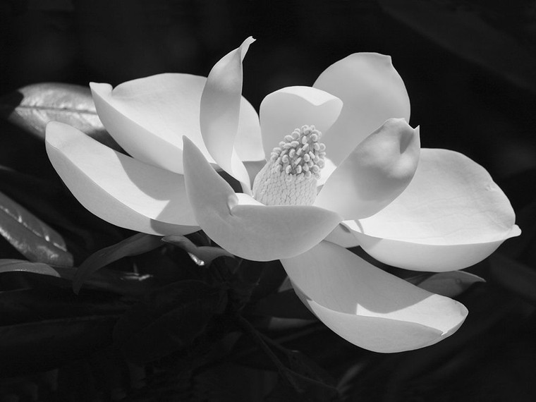 Anonymous Magnolia Fiore Floreale cm76X100 Immagine su CARTA TELA PANNELLO CORNICE Orizzontale