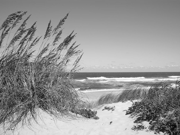 Turek Eve Sentiero tra le dune Costiero cm54X70 Immagine su CARTA TELA PANNELLO CORNICE Orizzontale