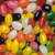 Jelly Beans (24lbs) Jelly Beans (24lbs)