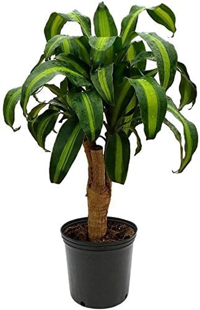 Dracaena Massangeana in pot