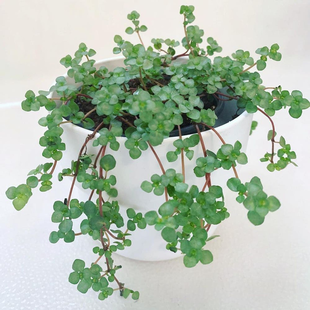 Pilea Glauca 'Aquamarine' in pot