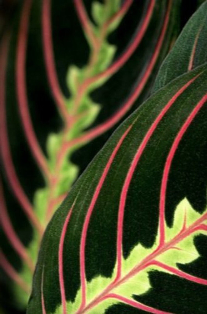 Prayer Plant up close