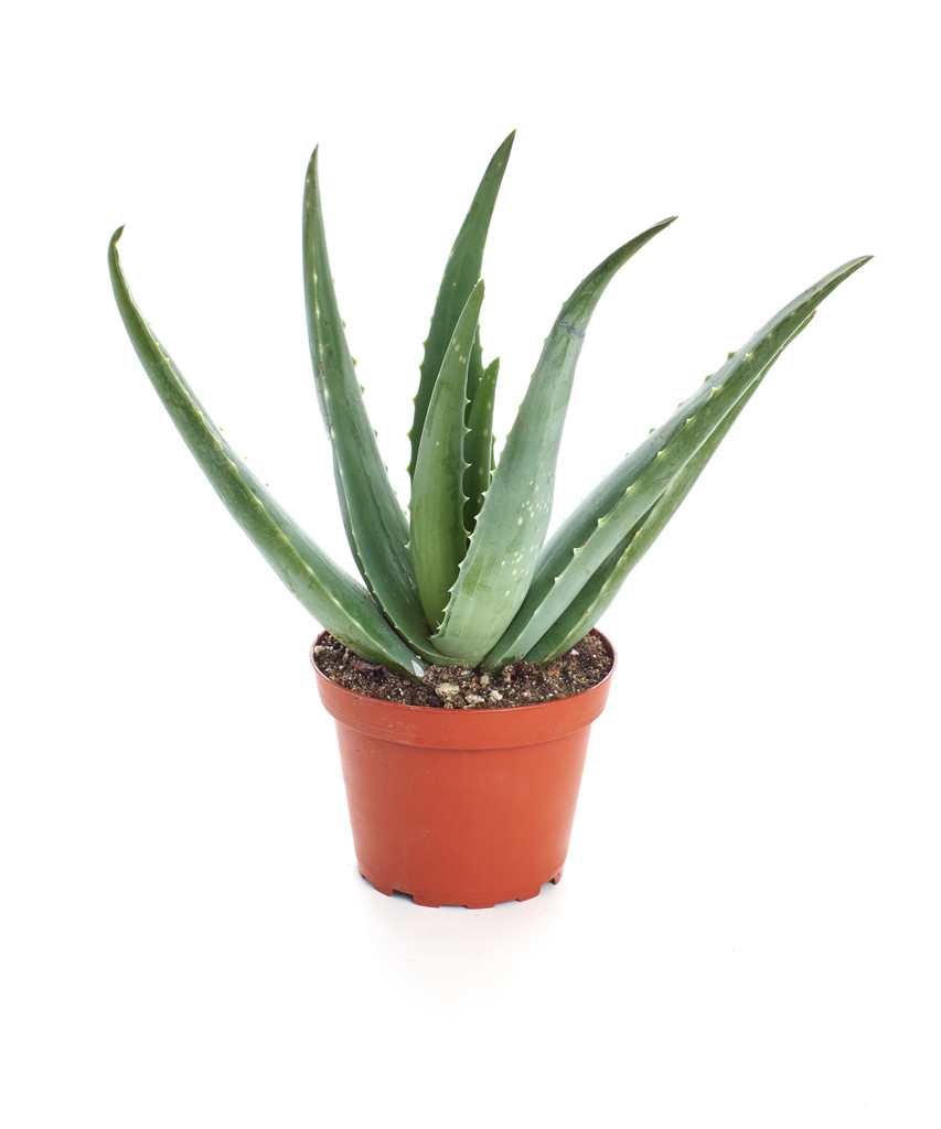 Aloe Vera Plant