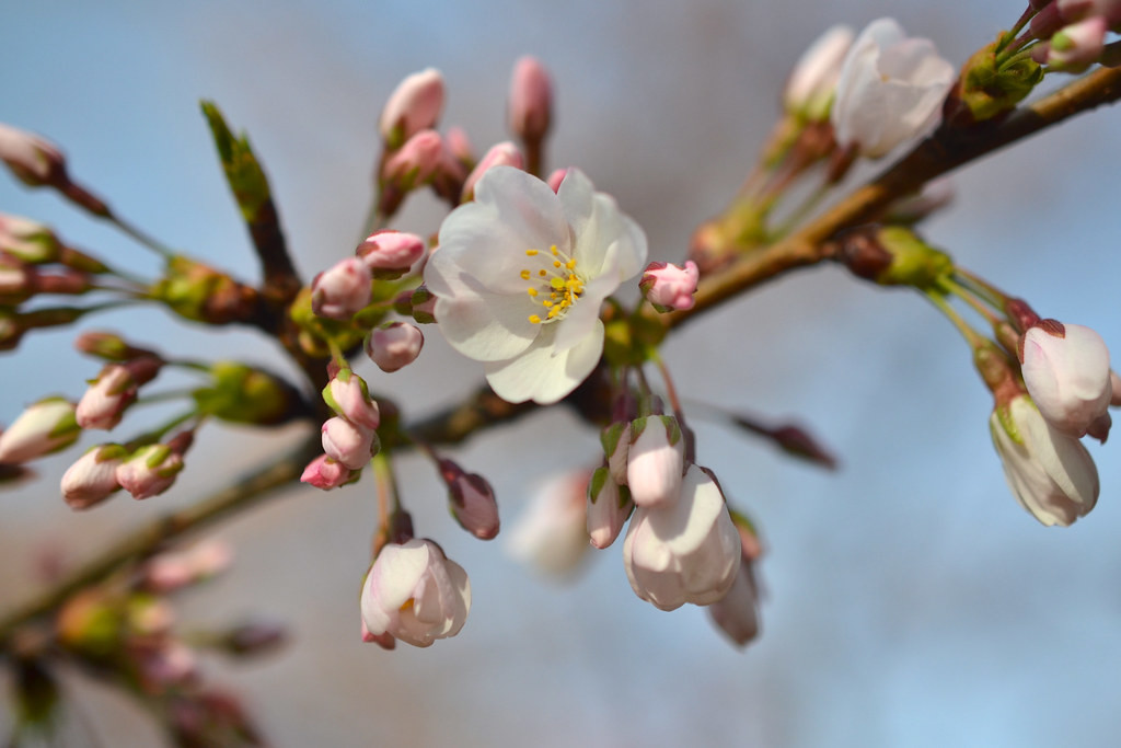 Japanese Flowering Cherry Tree up close