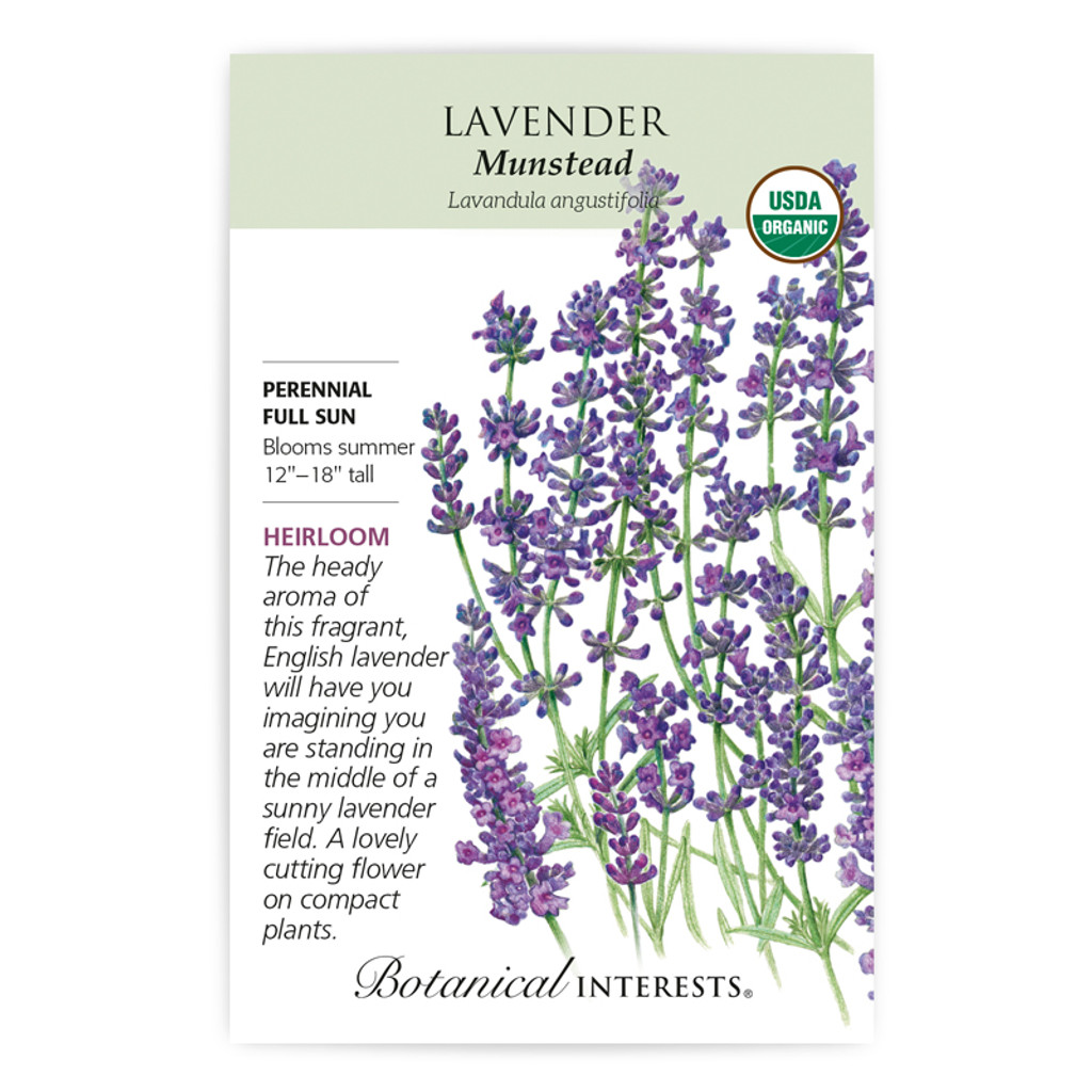 Lavender Munstead Organic