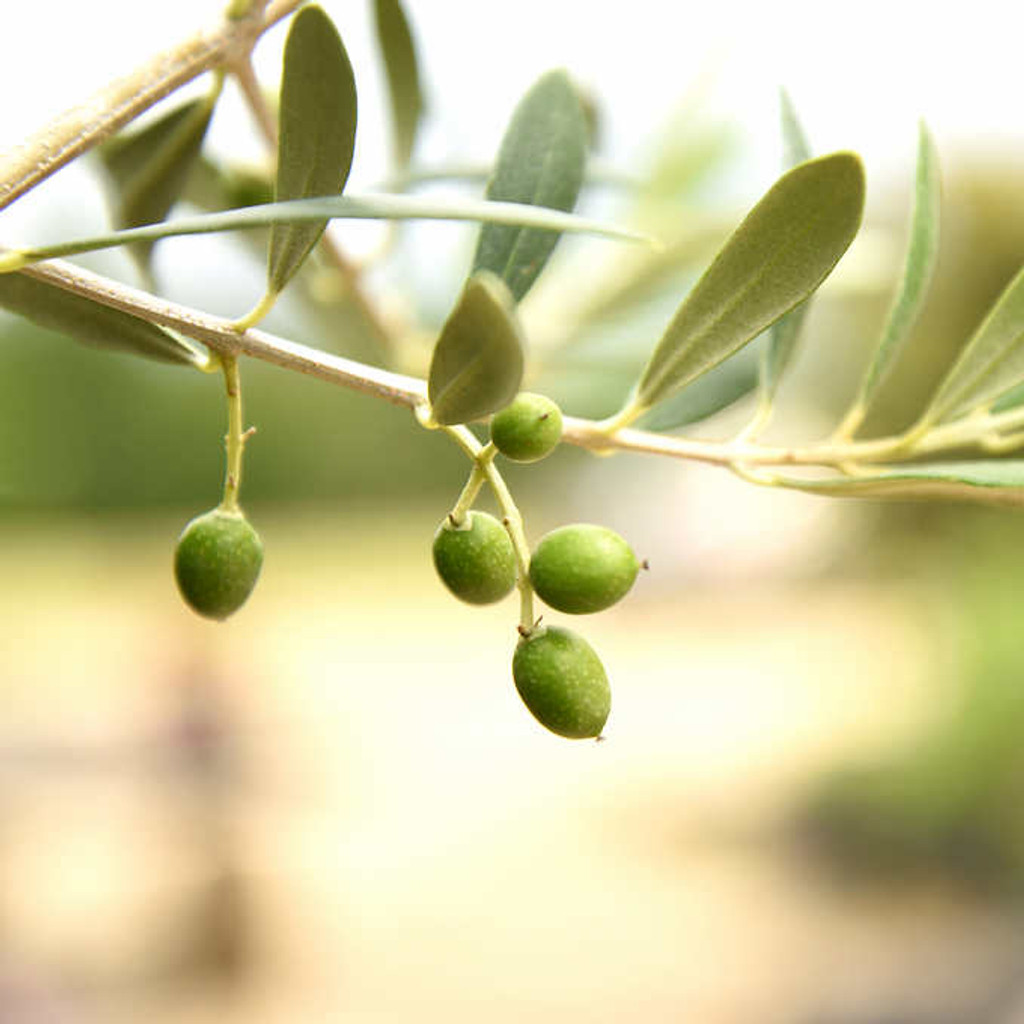 Olive Tree up close