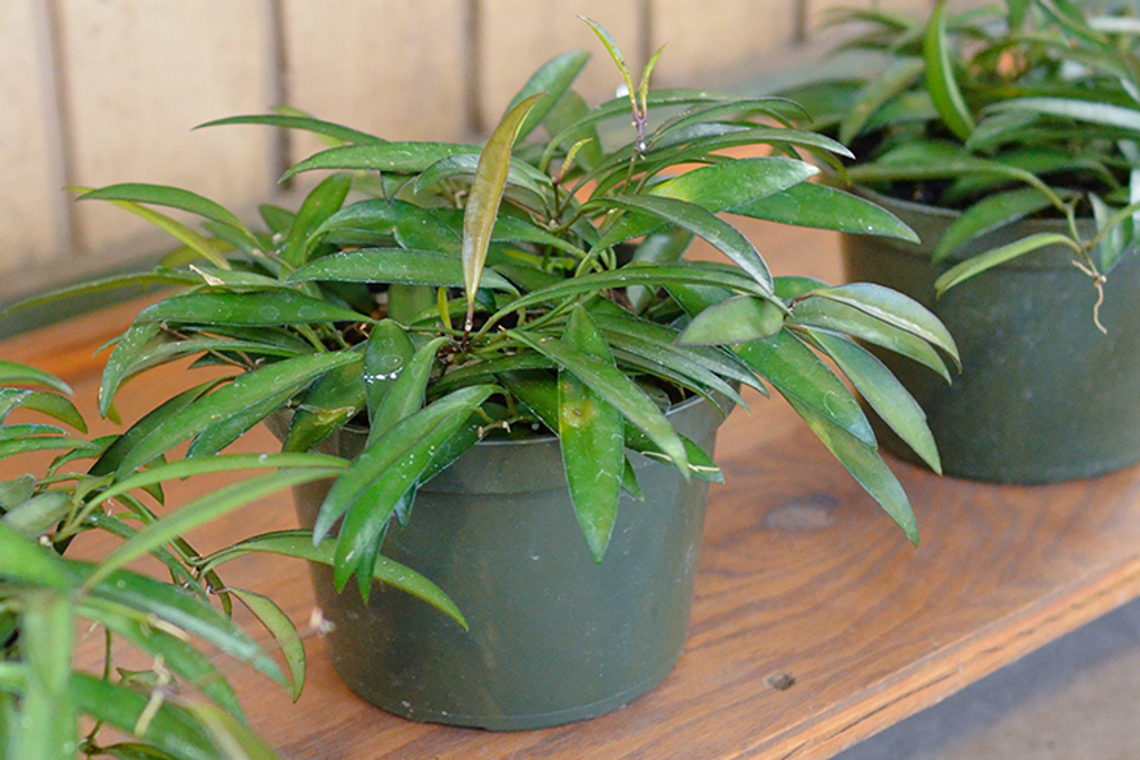 a bunch of Hoya plants in pot