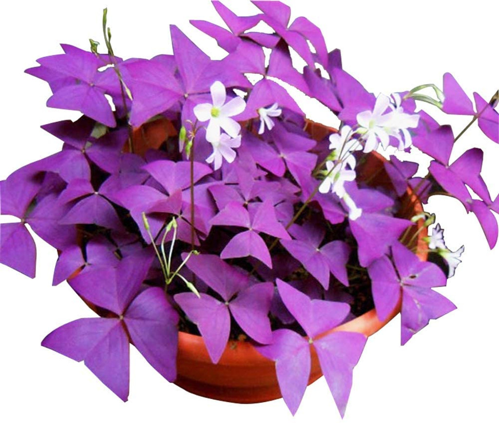 Oxalis Plant Purple in basket