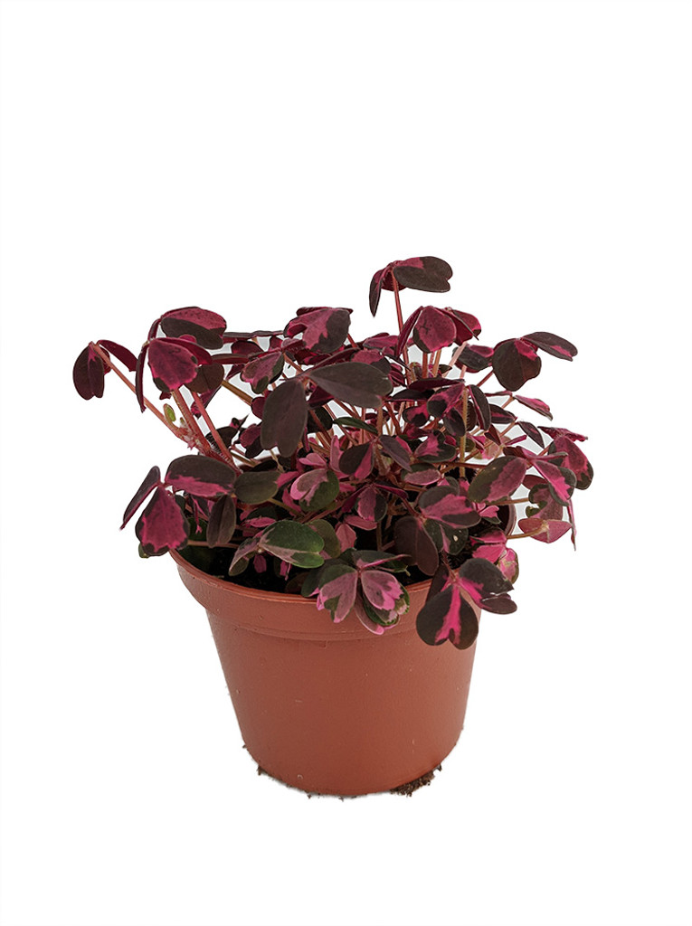 Oxalis Plant Purple in pot