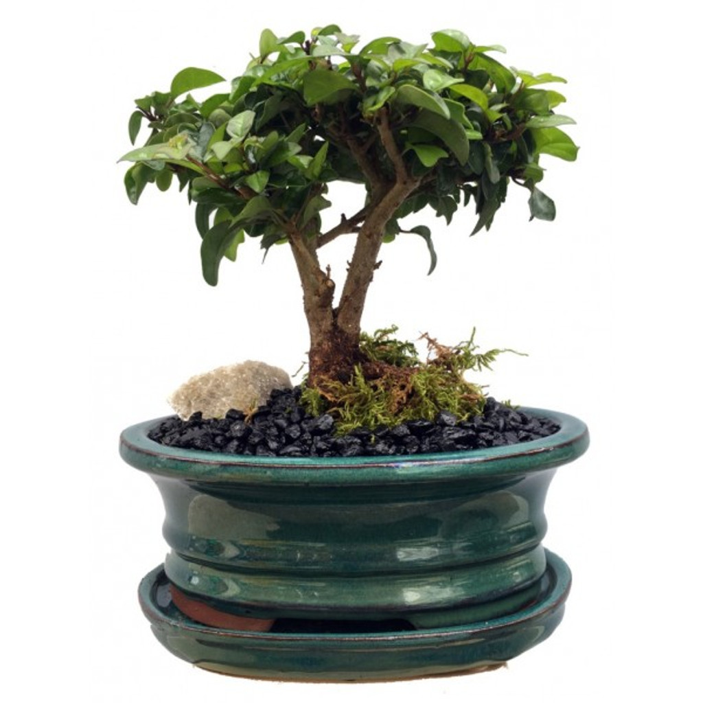 Front Photo Bonsai