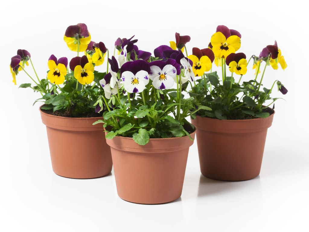 Pansy in pots