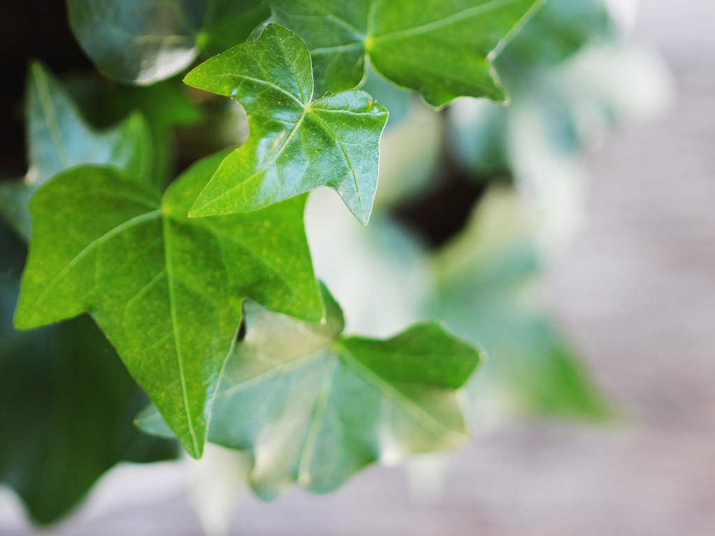 Ivy Assorted up close