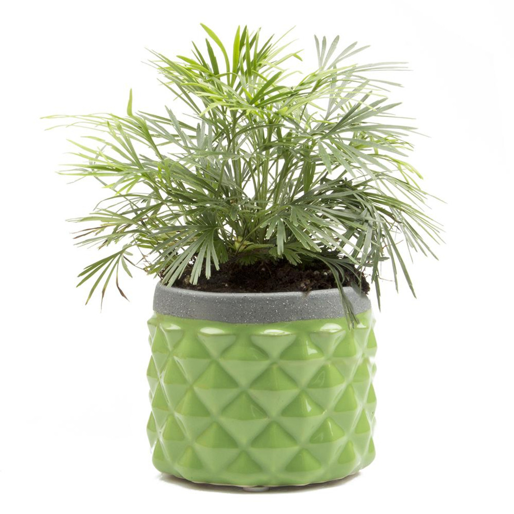 yellow green Ceramic Pina Planter