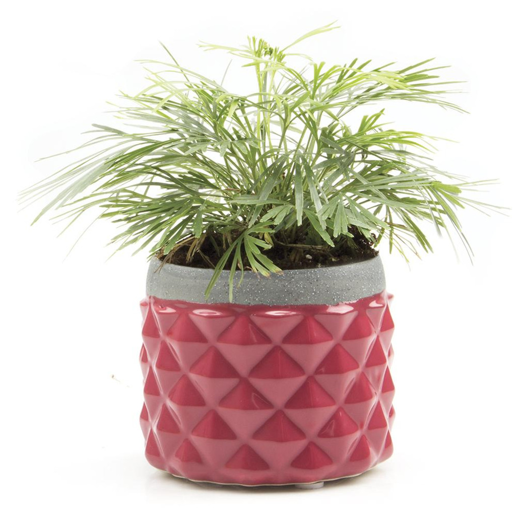 cranberry Ceramic Pina Planter