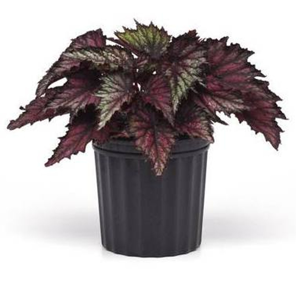 Begonia Rex