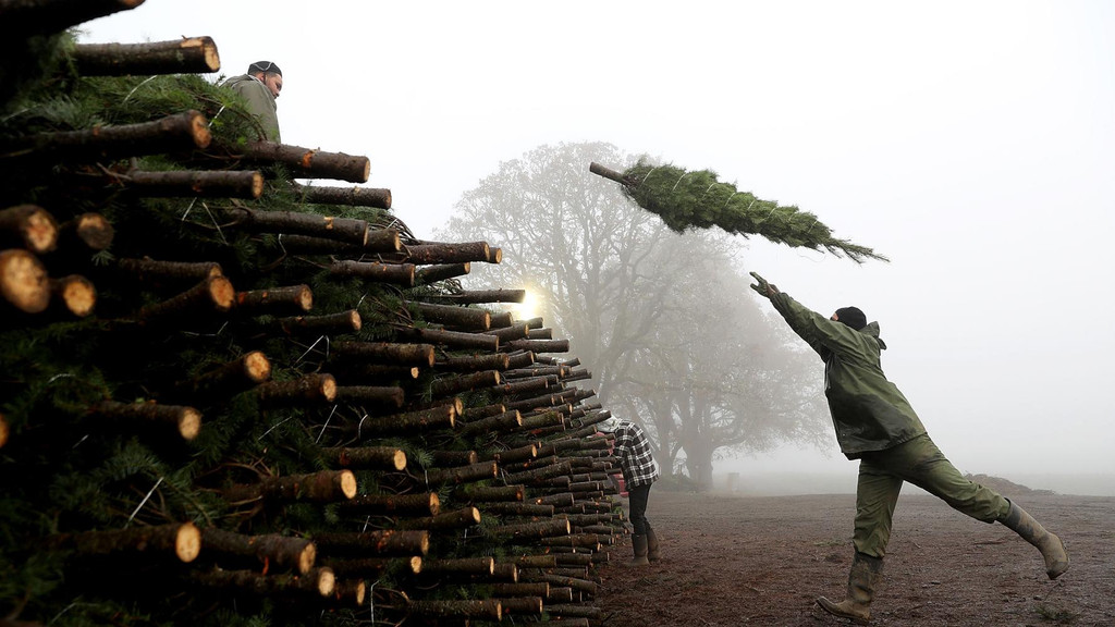 Christmas Tree Removal