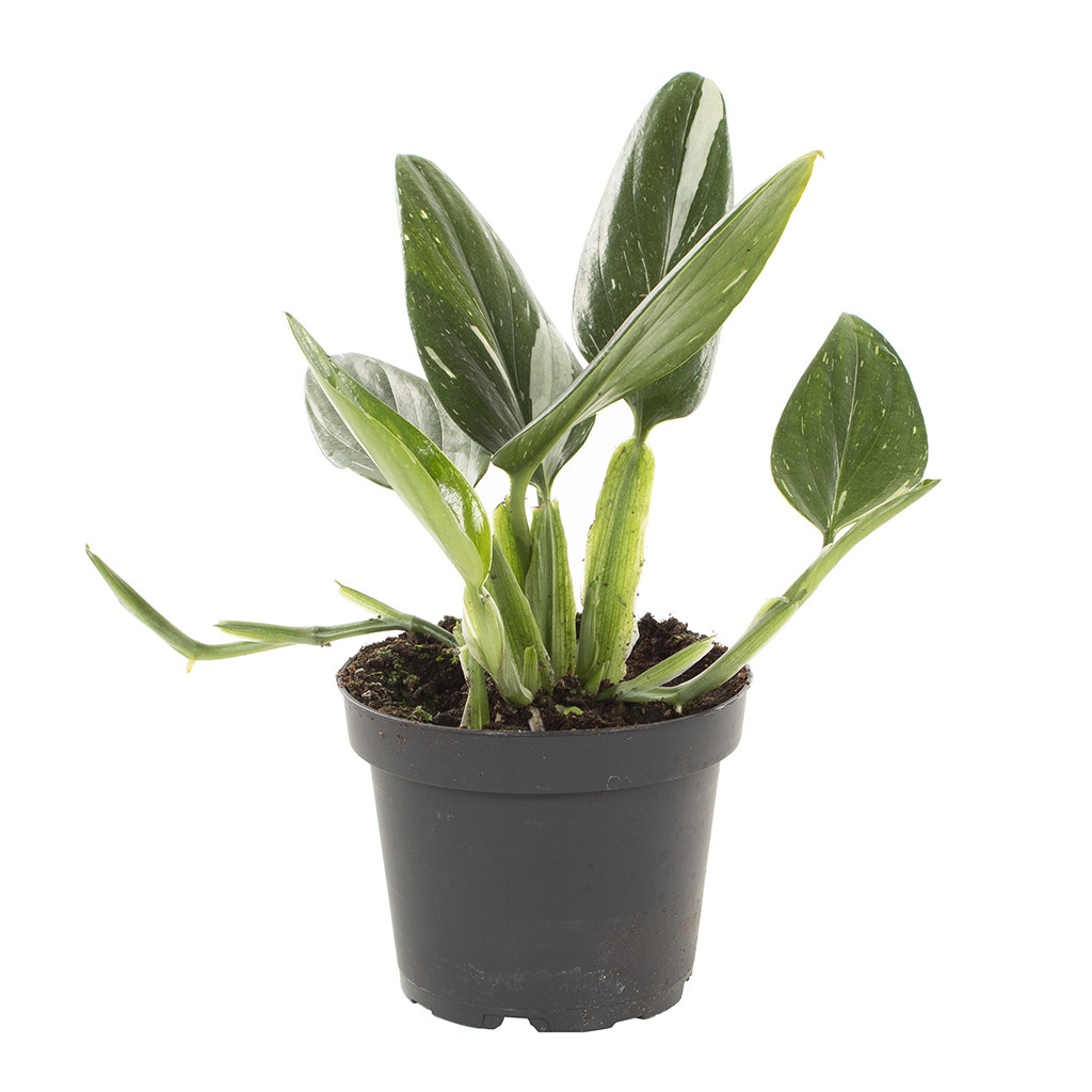Monstera standleyana