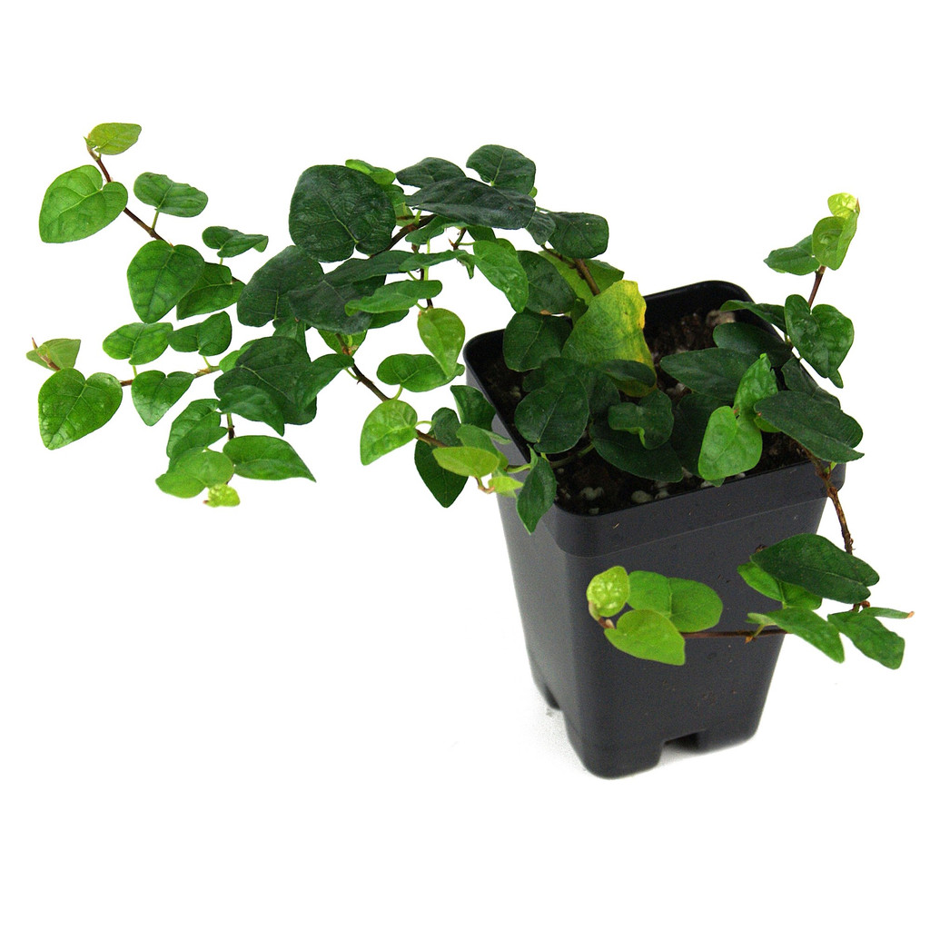 Ficus pumila Creeping Fig