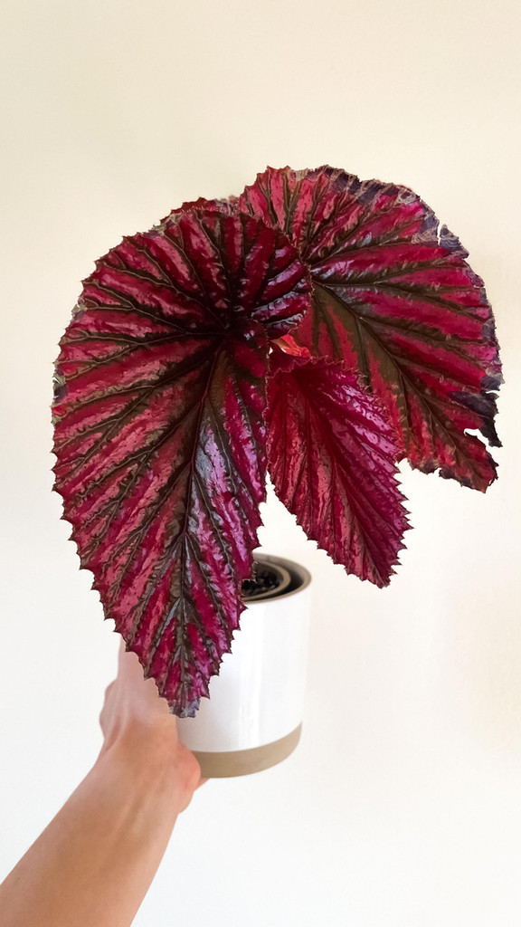 Begonia Brevirimosa